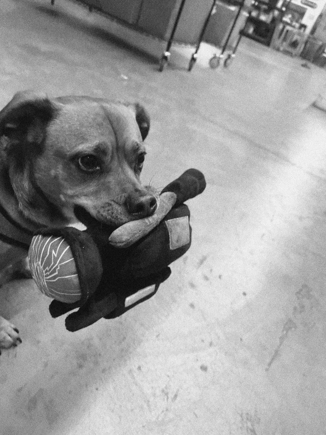 Hound Dog ファンクラブグッズ Tough Plush Dog Toy (Hippo & Giraffe) by SpunkyPup Dog Toys